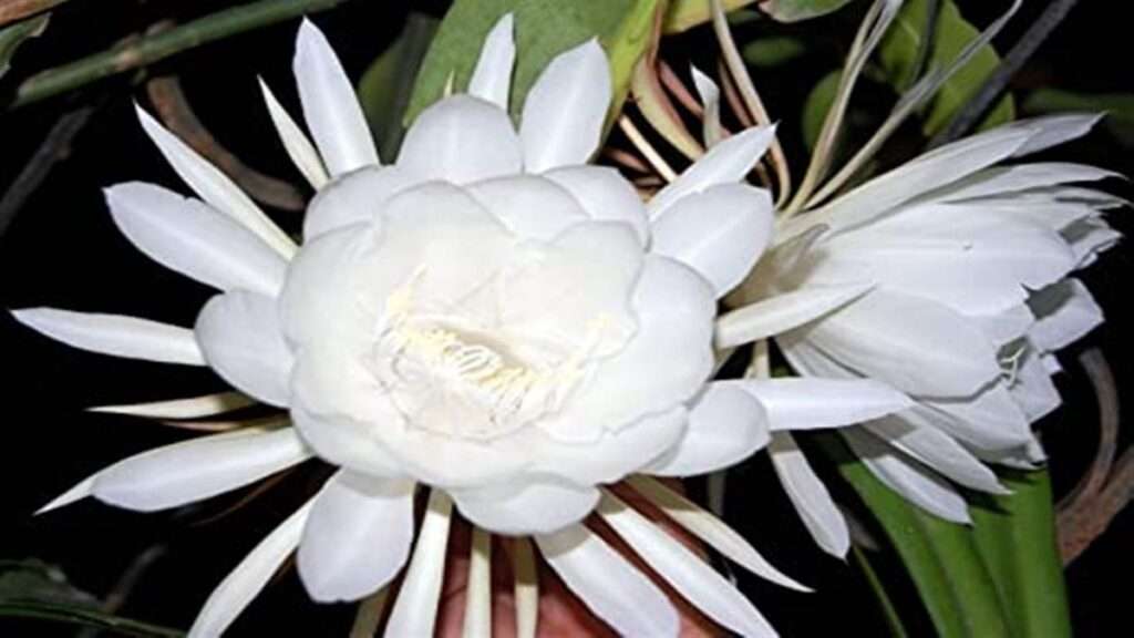 09 09 2022 brahma kamal plant