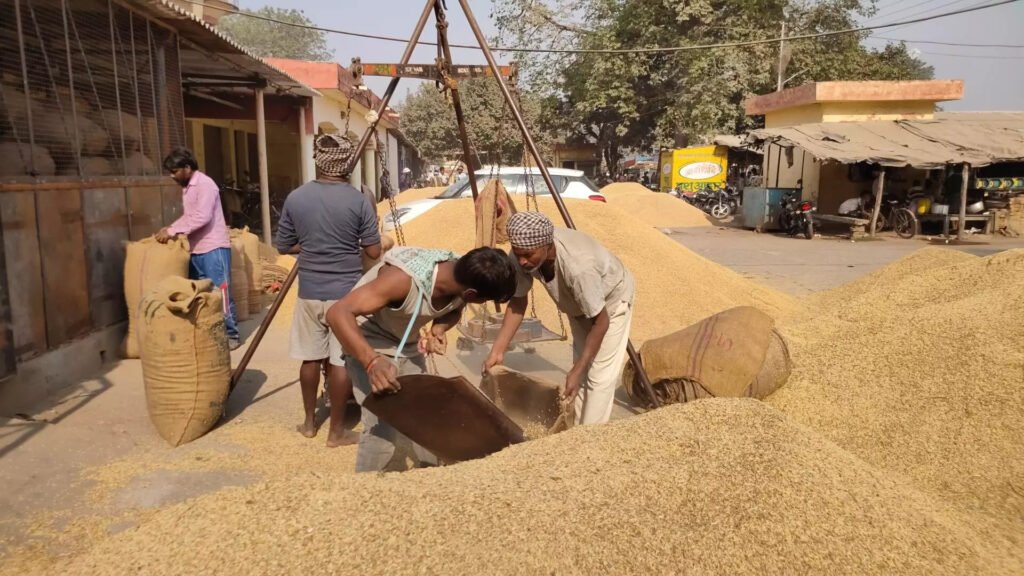 356796 paddy procurement 2021 21 update minimum support price punjab haryana uttar pradesh update