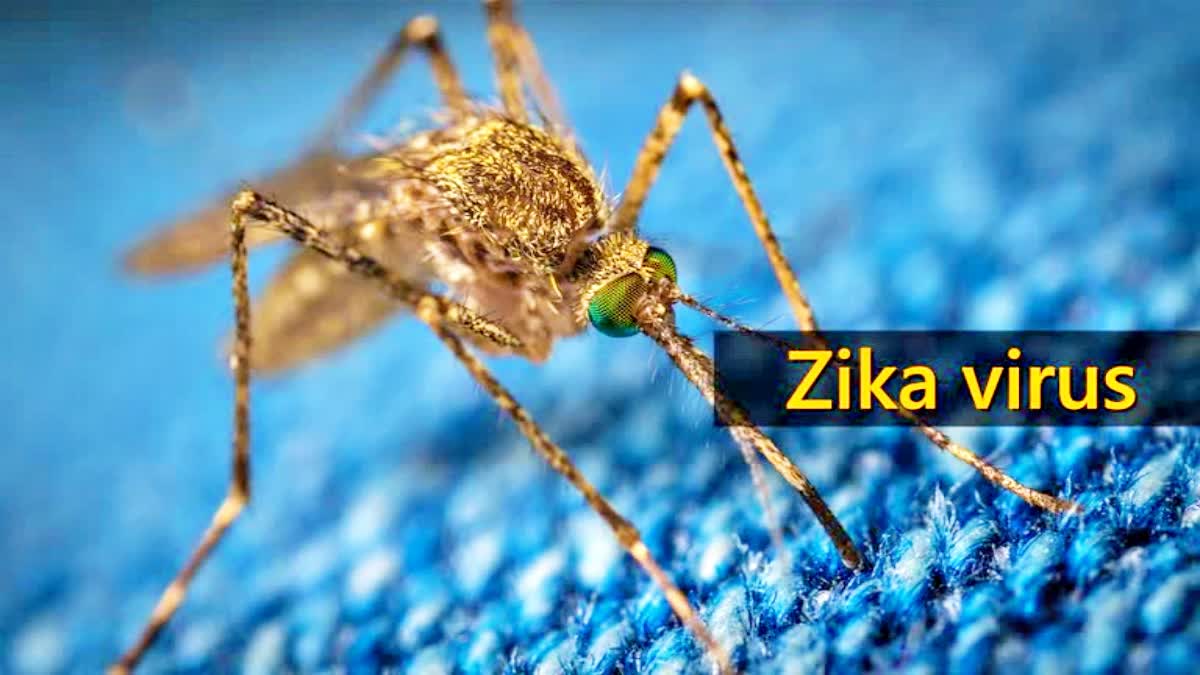 zika virus