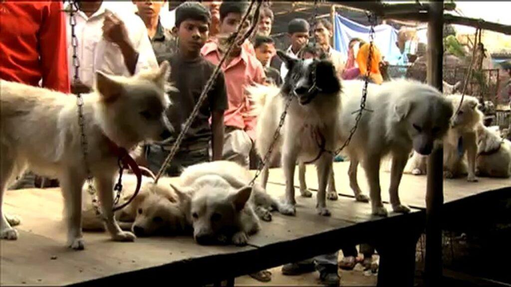 Sonpur mela Dog Market