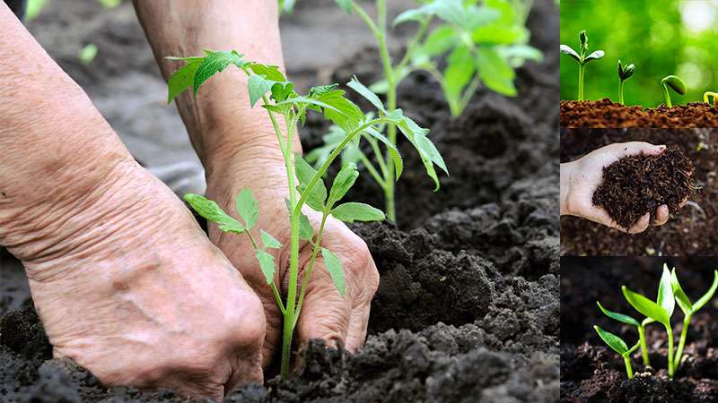 organic fertilizer benefits