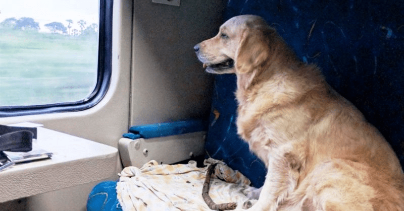 train dog