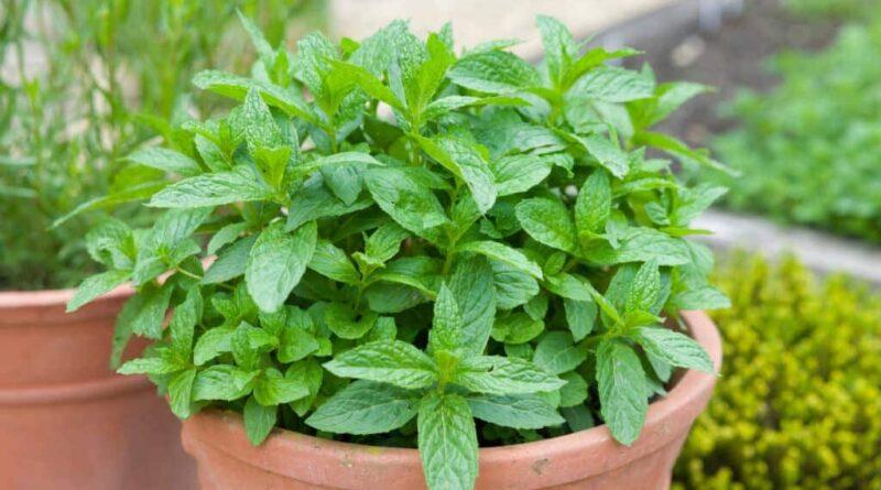 Mint Plant