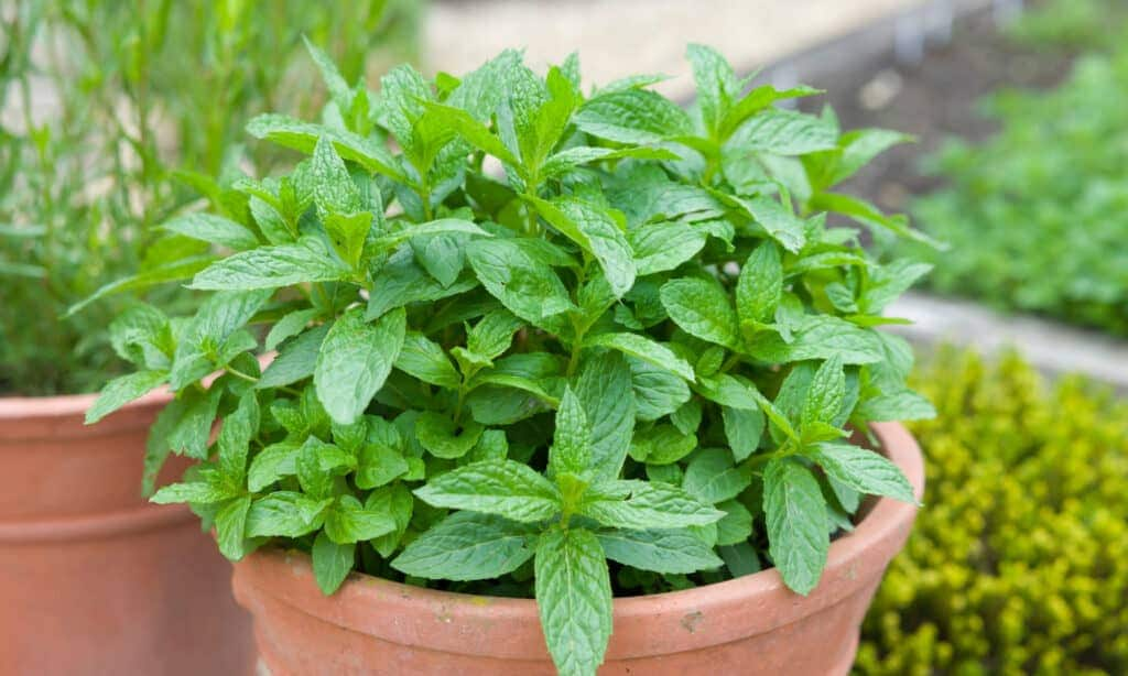 Mint Plant