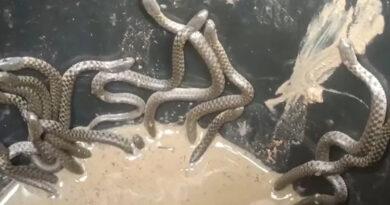 Snake in Bathroom