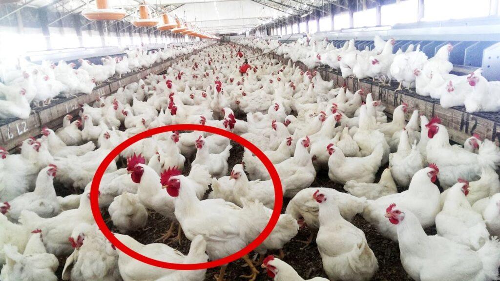 poultry farming business