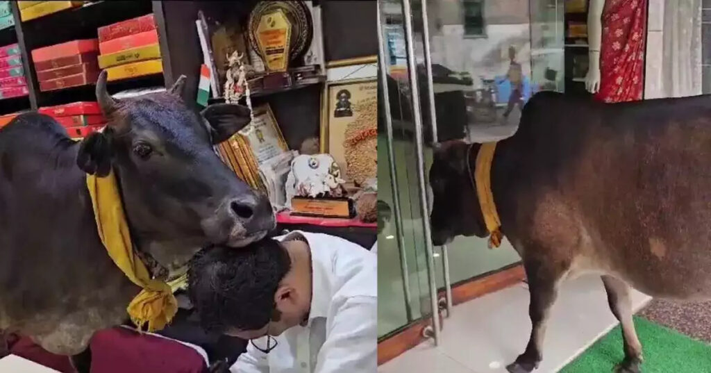 Cow in Saree Shop