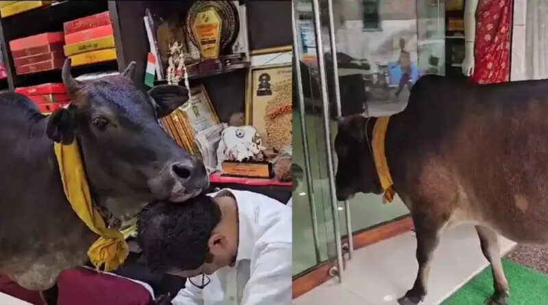 Cow in Saree Shop