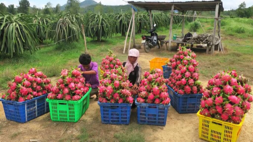 Dragon fruit