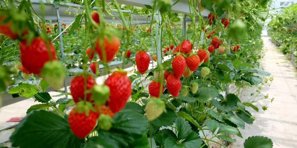 farming strawberry