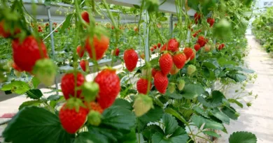 farming strawberry