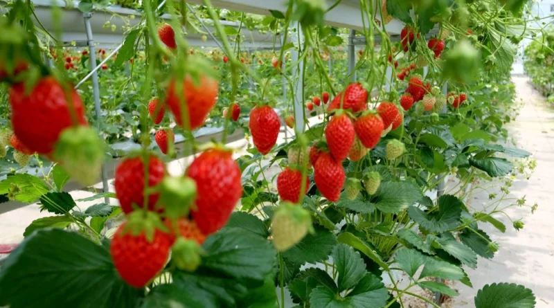 farming strawberry