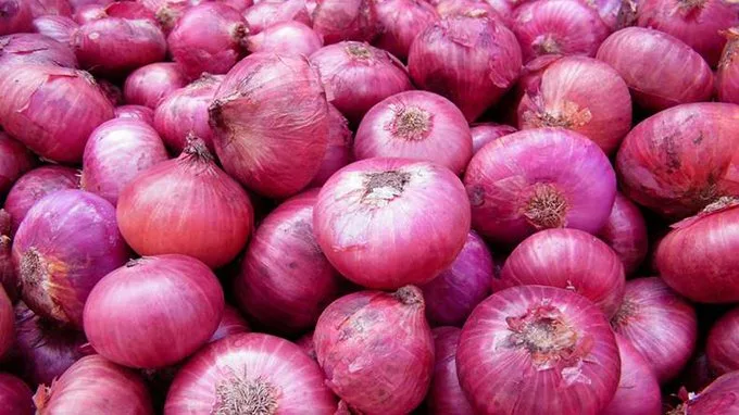 Onion 1 jpg