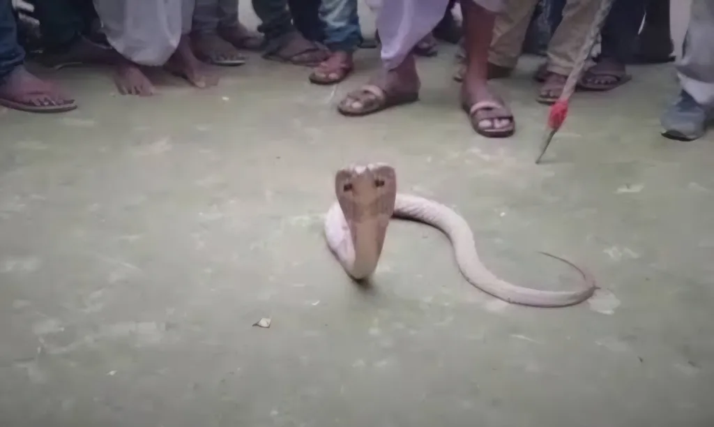 Snake