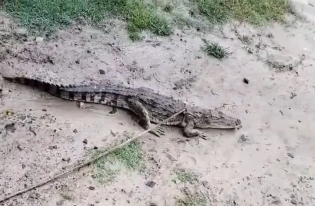 Crocodile in ekchari