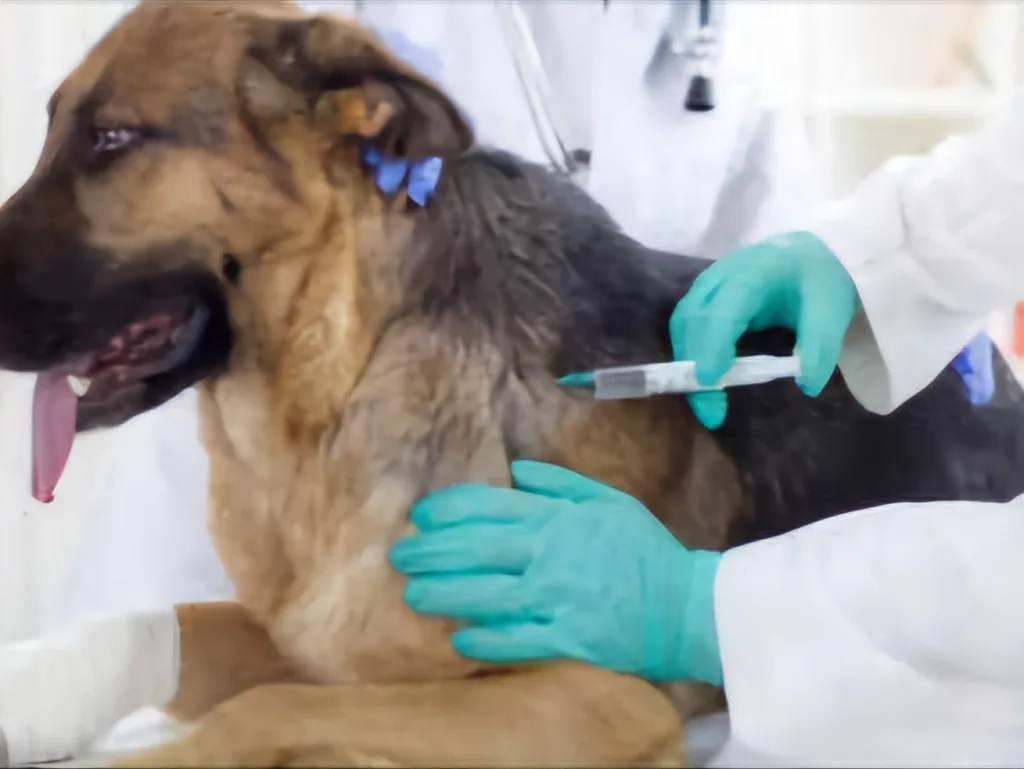 Dogs vaccination