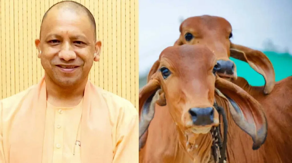 Yogi cow