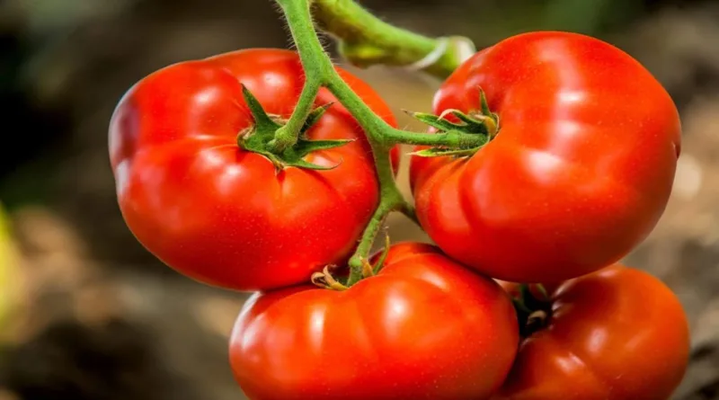 Tomato price 1024x576 1