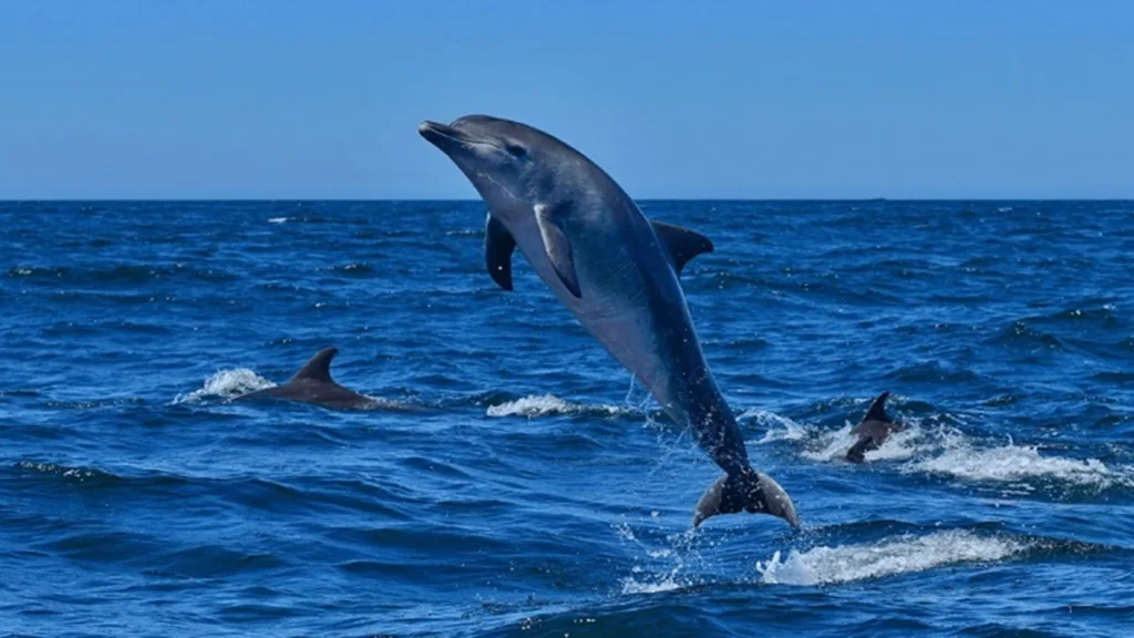 Dolphin